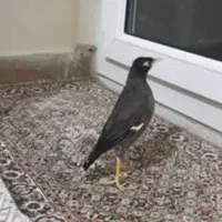 مرغ مینا سخنگو با قفس