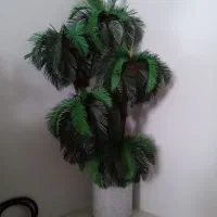 درختچه سرخس زینتی با گلدان سرامیکی