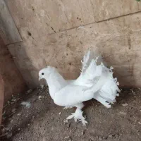 کبوتر دم چتر ی سفید