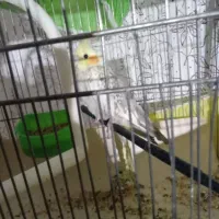 جفت عروس هلندی مولد