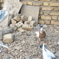 طوق زرد نر|پرنده|خرامه, |دیوار