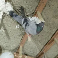 کفتر|پرنده|شیراز, شاپورجان|دیوار