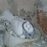 چند عدد طوقی|پرنده|آشخانه, |دیوار