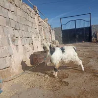 بز نر|حیوانات مزرعه|فیروزآباد, |دیوار