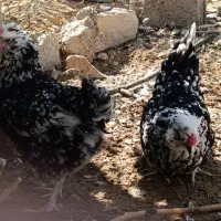 تخم مرغ گلین درجه یک