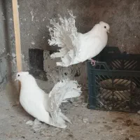 چتری سفید کاکلی پرپا