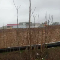 نهال گردو محلی