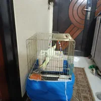 قفس بزرگ مخصوص طوطی کاسکو