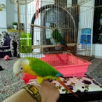 طوطی گرینچیک