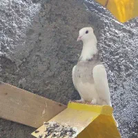 دو عدد طوقی