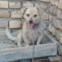 سگ پا کوتاه