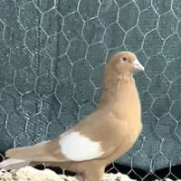 سرک زرد دم سفید