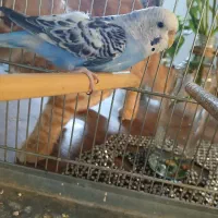 مرغ عشق نر|پرنده|تهران, بیسیم|دیوار