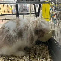 خرگوش لوپ رام