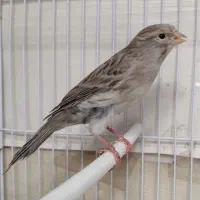 ۲قناری نر پارسالی اوپال نقره ای خانگی|پرنده|مشهد, کوی سیدی|دیوار