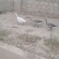 غاز و غوغاز