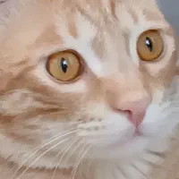 گربه گمشده لطفا کمک کنید پیدا بشه