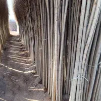 نهالستان سهند انواع صنوبر و میوه لیبل دار|خدمات باغبانی و درختکاری|مریوان, |دیوار