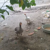 یک جفت غاز|حیوانات مزرعه|میناب, |دیوار