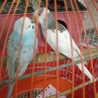 مرغ عشق مولد