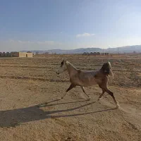 باسلام خدمت دوستان نوه کامران