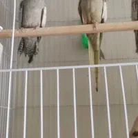 عروس هلندی|پرنده|مشهد, چهارچشمه|دیوار