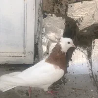 کفتر طوقی نر