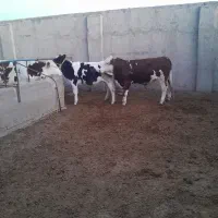 یک راس تلیسه