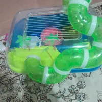 قفس جزیره همستر|موش و خرگوش|تبریز, |دیوار