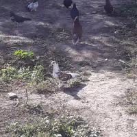 کفتر فوری فروشی