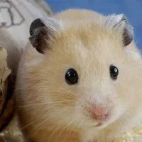 انواع نژاد همستر بندانگشتی کمپل سوری وسایل بازی|موش و خرگوش|اصفهان, غدیر|دیوار