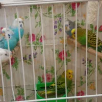 مرغ عشق سرحال ودرشت