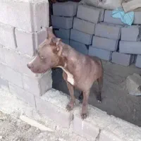 سگ ماده|سگ|همدان, |دیوار