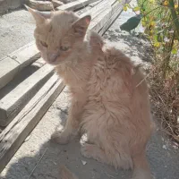 گربه  خانگی ارام