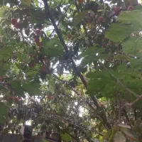 فروش زمین ۵۰۰متری باغ