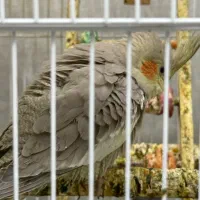 عروس هلندی|پرنده|اهواز, کوی سعدی|دیوار