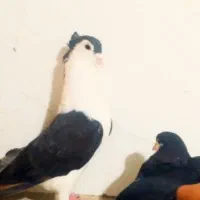 کبوتر رنگه و آلمانی سار، ساده، سفید|پرنده|نصر آباد, |دیوار