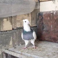 کبوتر طوقی|حیوانات|اصفهان, ملکشهر|دیوار