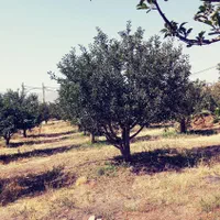 باغ 500 متری در یاغبستلو اهر|فروش دفتر صنعتی، کشاورزی، تجاری|اهر, |دیوار