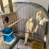 یک جفت مولد همراه باجوجه ها وقفس