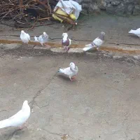 کفترپرشی بازی کن|پرنده|ویسیان, |دیوار