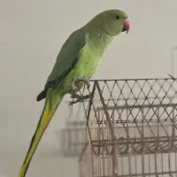 طوطی ملنگو//سخنگو/نر