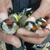 سهره ماده سه ماه در قفسه|پرنده|اردبیل, |دیوار