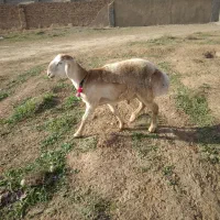 بره قوچی|حیوانات مزرعه|تربت جام, جامرود|دیوار