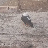 زاغ کله سفید کلایی نر محکم|پرنده|بم, |دیوار