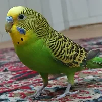 مرغ عشق