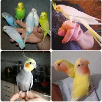 پرندگان زینتی.عروس هلندی.مرغ عشق طوطی برزیلی