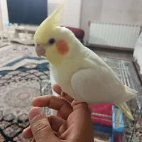 پرنده