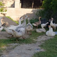 غاز|حیوانات مزرعه|گنبد کاووس, |دیوار