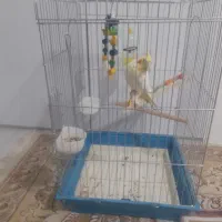 عروس هلندی سخنگو